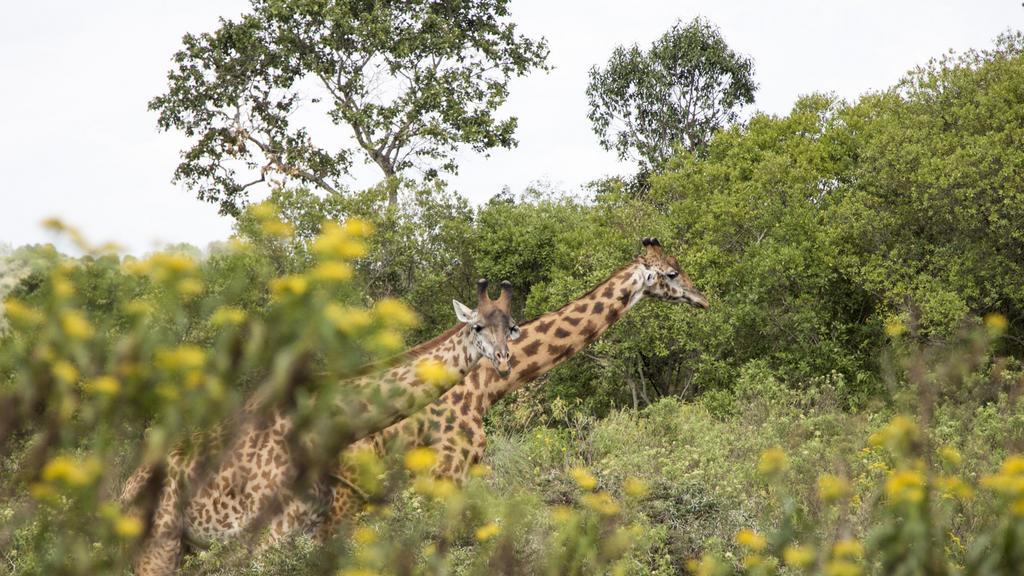 Nature Homes - Africa Amini Life Nkoanrua Buitenkant foto